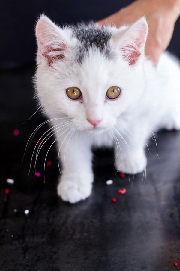 Chaos ‘n’ Sprinkles | halfbakedharvest.com