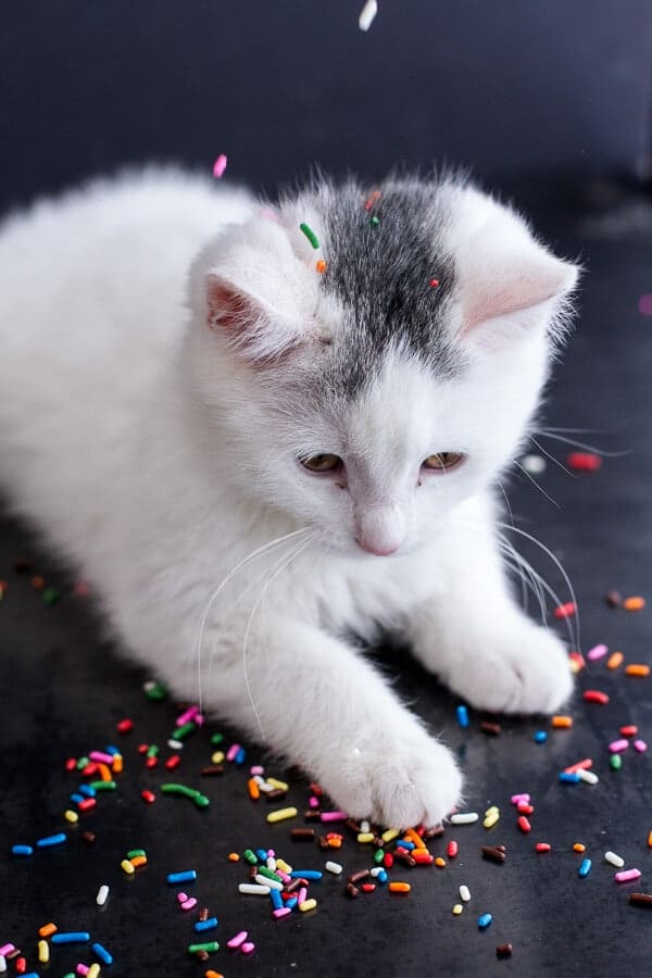 Chaos ‘n’ Sprinkles | halfbakedharvest.com