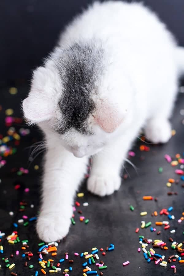 Chaos ‘n’ Sprinkles | halfbakedharvest.com