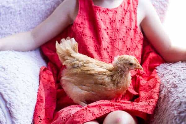 Chaos 'n' Sprinkles | halfbakedharvest.com