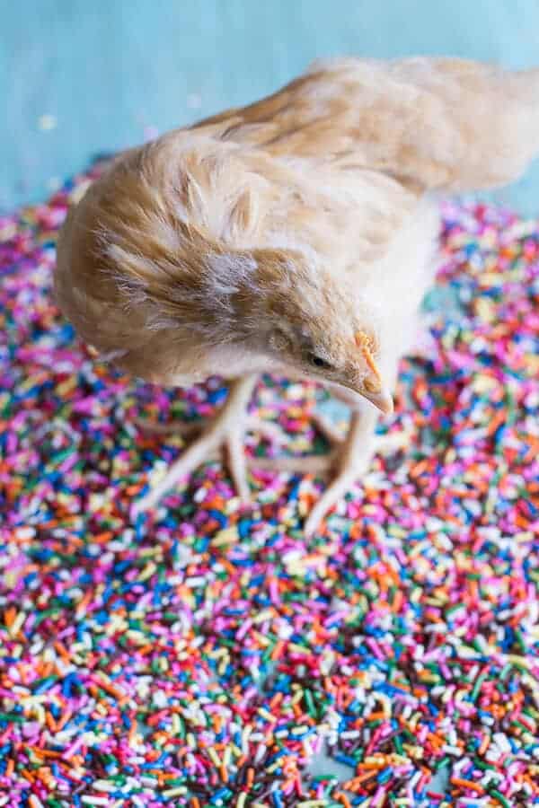 Chaos 'n' Sprinkles | halfbakedharvest.com