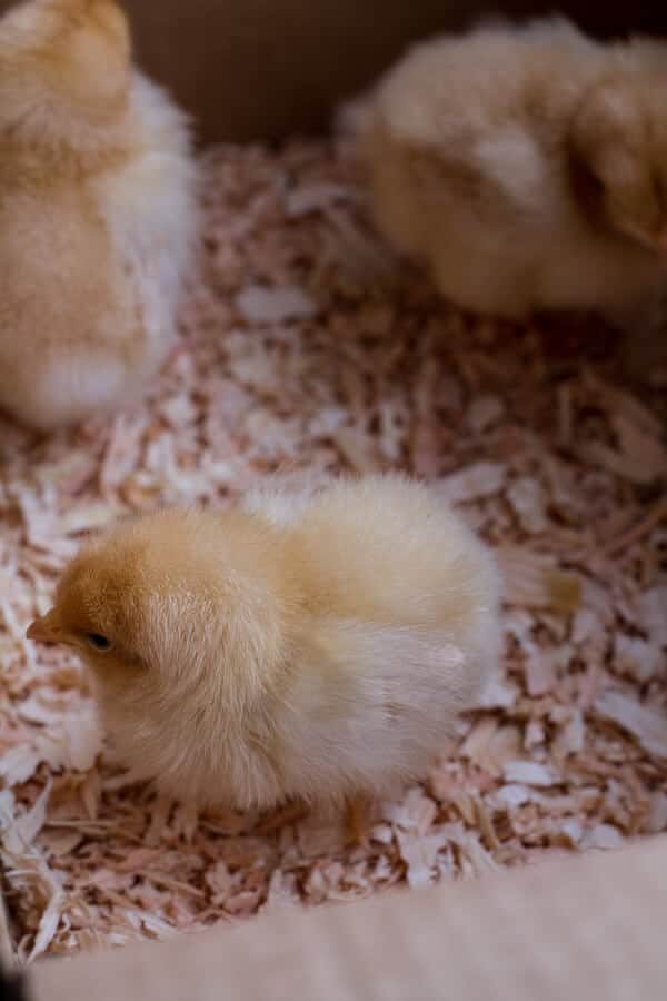 Chaos 'n' Sprinkles | halfbakedharvest.com