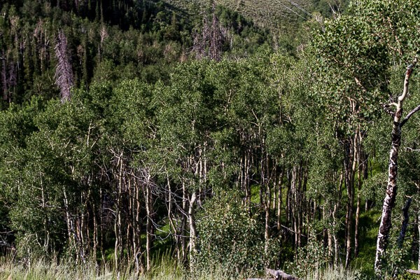 Let's Go on Mid Summer Hike Together | halfbakedharvest.com