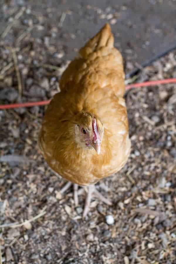 Let's Go on Mid Summer Hike Together | halfbakedharvest.com