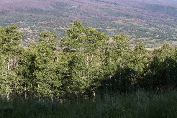 Let's Go on Mid Summer Hike Together | halfbakedharvest.com