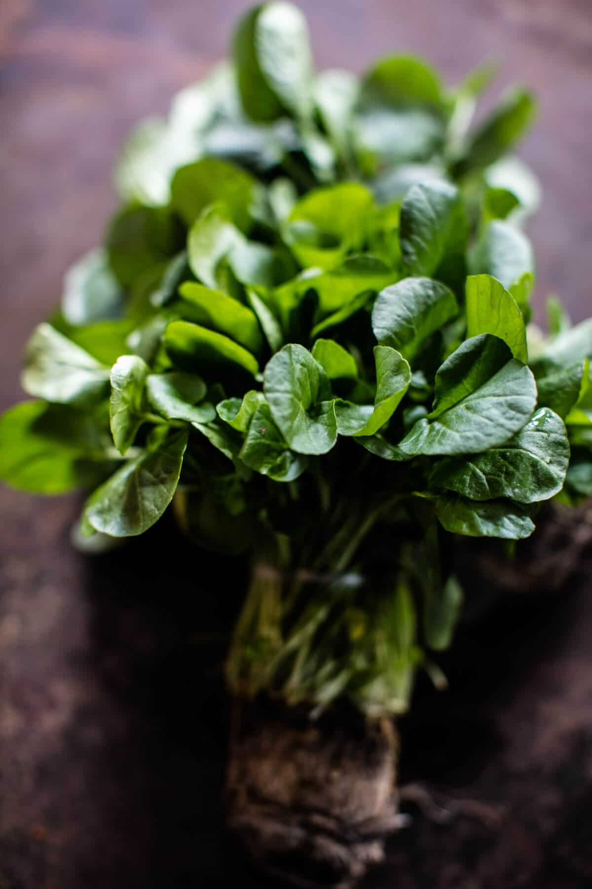 Simple Buttery Spring Pea and Burrata Pasta with Prosciutto | halfbakedharvest.com @hbharvest