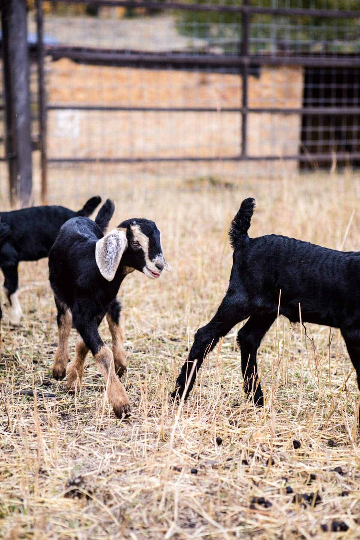 Baby Goat Photos + All Things Fall | halfbakedharvest.com @hbharvest