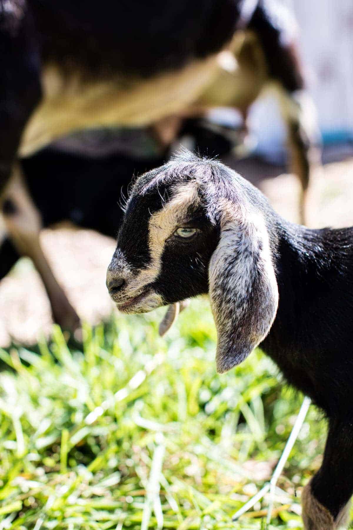 Baby Goat Photos + All Things Fall | halfbakedharvest.com @hbharvest