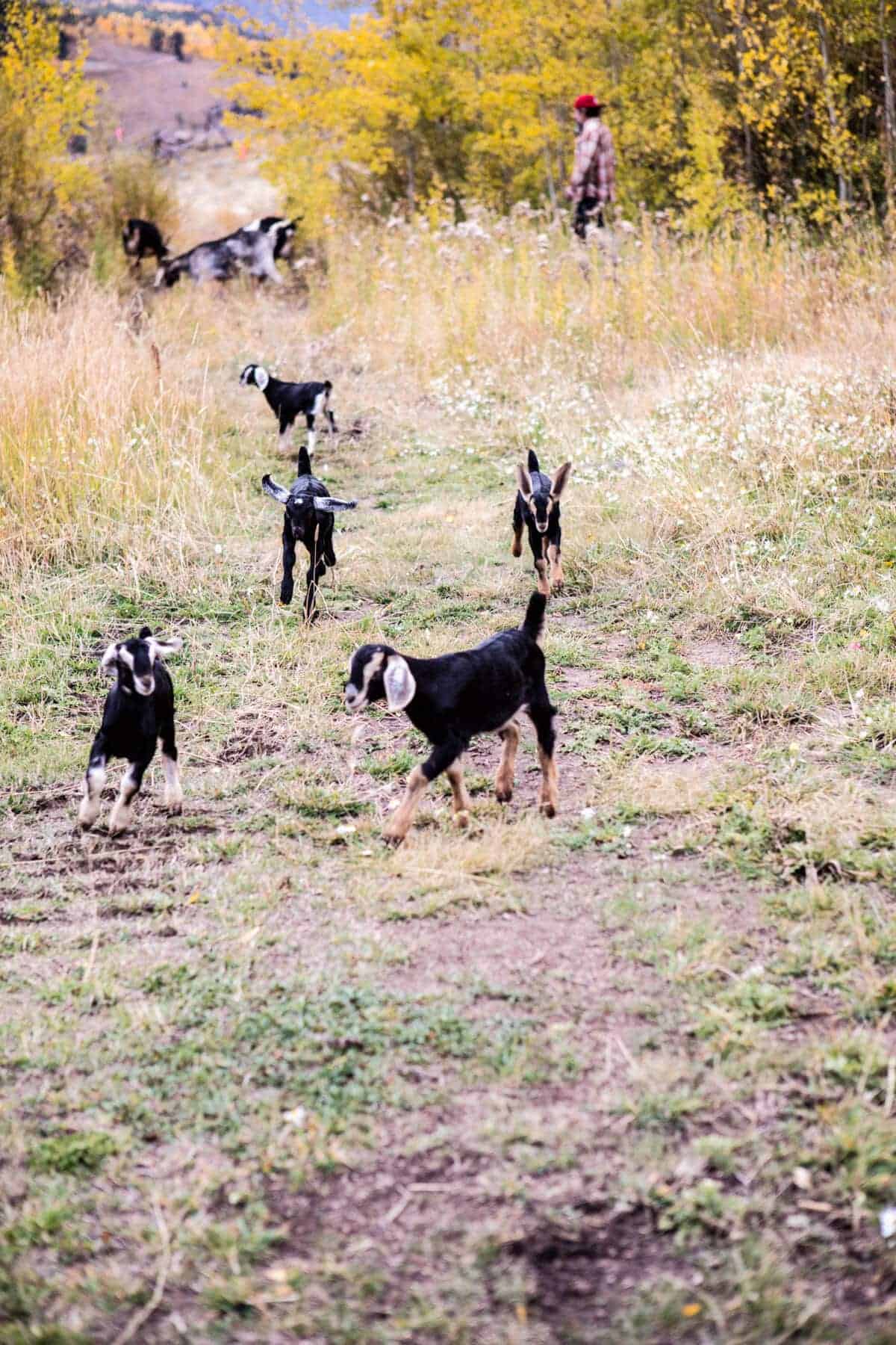 Baby Goat Photos + All Things Fall | halfbakedharvest.com @hbharvest