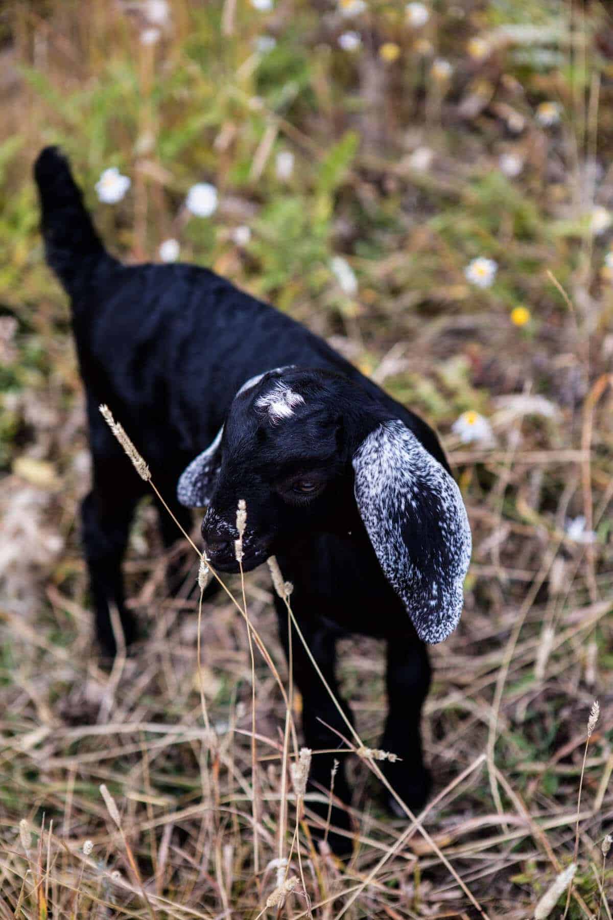 Baby Goat Photos + All Things Fall | halfbakedharvest.com @hbharvest