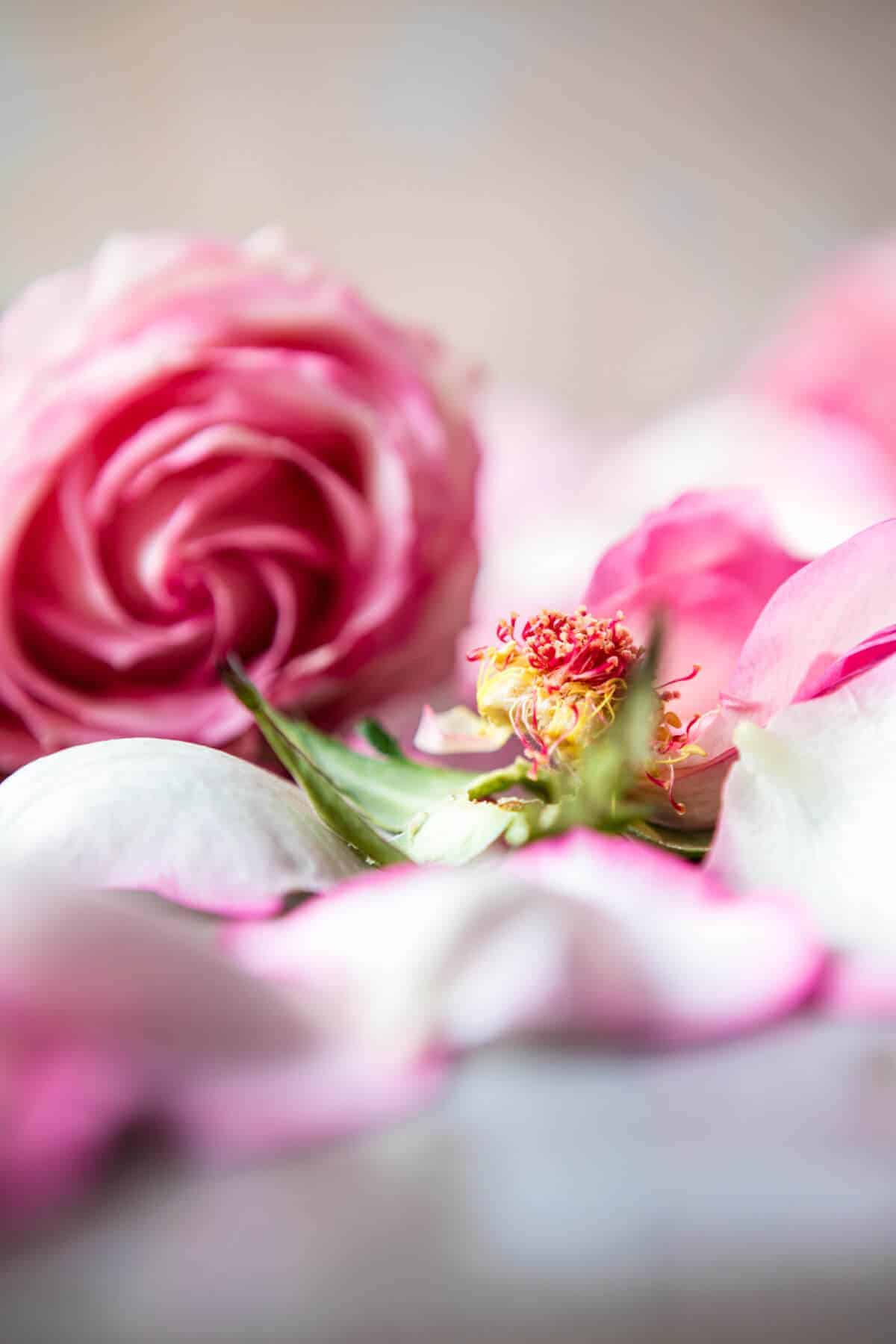 Raspberry Rose Tequila Kombucha | halfbakedharvest.com @hbharvest