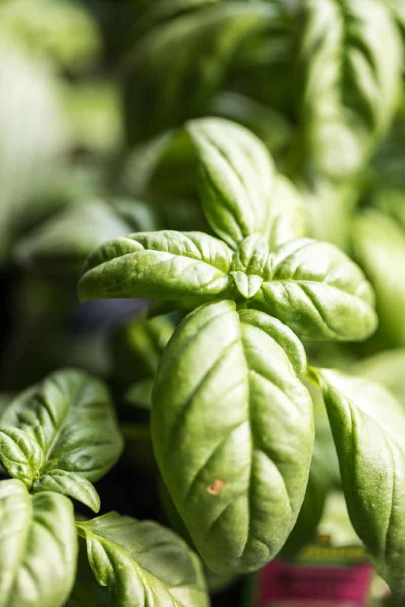 Arugula Peach Ricotta Pizza with Crispy Bacon | halfbakedharvest.com @hbharvest