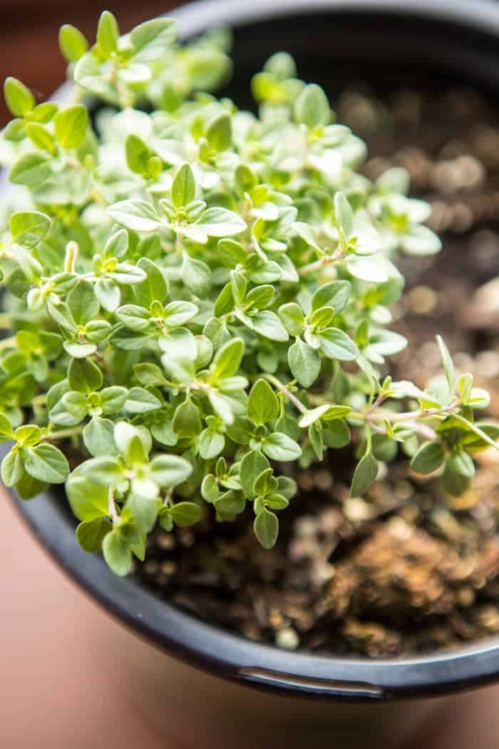 Chicken Broccoli Cheddar Quinoa Casserole | halfbakedharvest.com @hbharvest