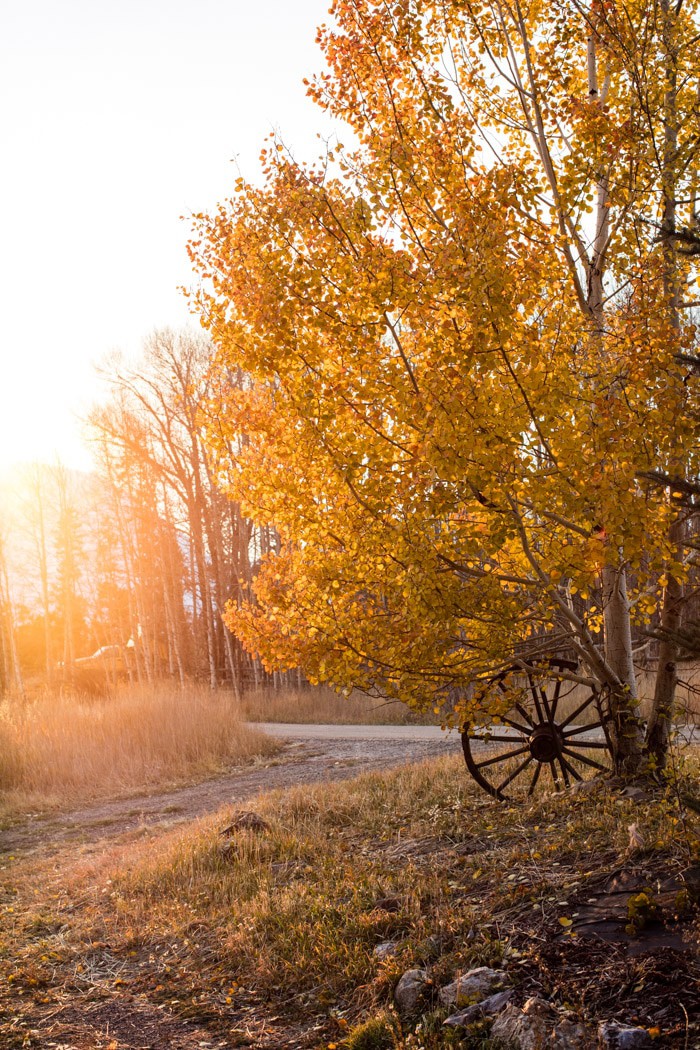 Fall Leaves | halfbakedharvest.com @hbharvest