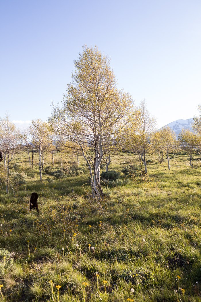 The New HBH Studio Barn | halfbakedharvest.com @hbharvest