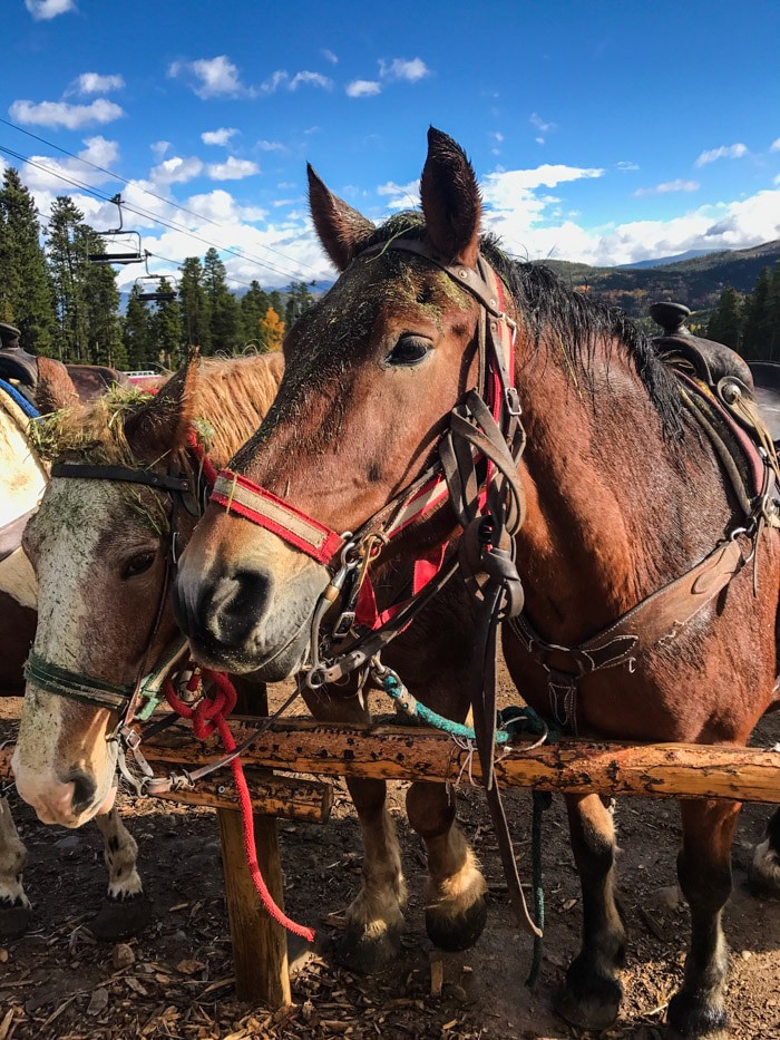 Nine Favorite Things | halfbakedharvest.com @hbharvest