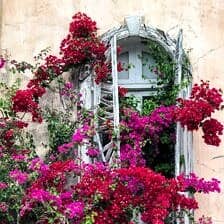 Nine Favorite Things | halfbakedharvest.com