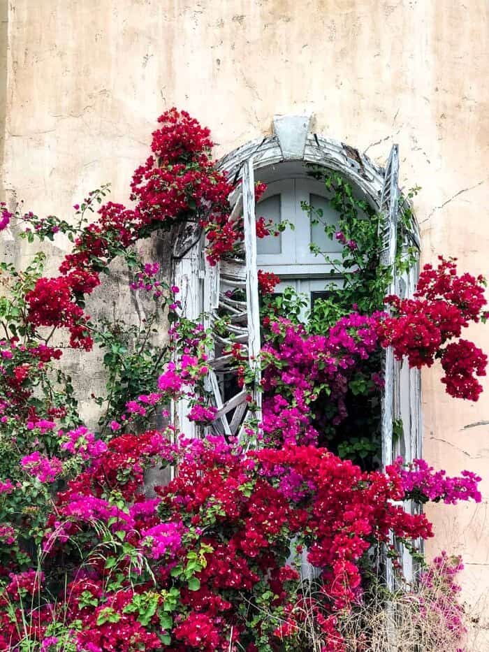 Nine Favorite Things | halfbakedharvest.com