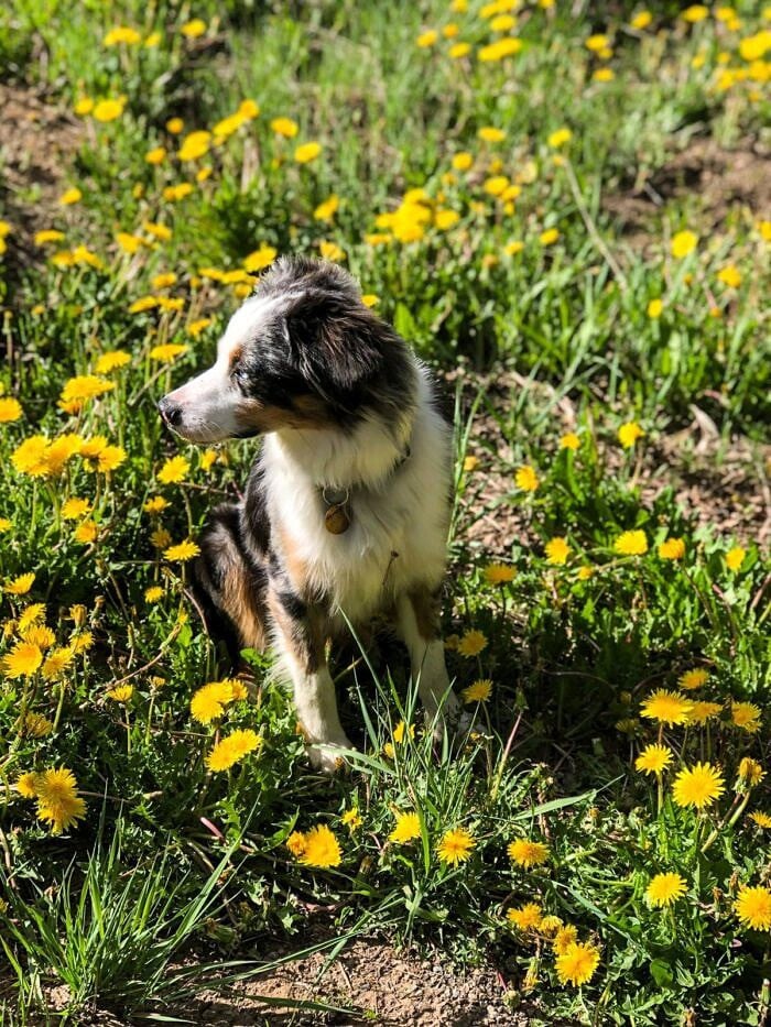 Nine Favorite Things | halfbakedharvest.com