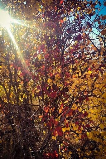 Nine Favorite Things | halfbakedharvest.com