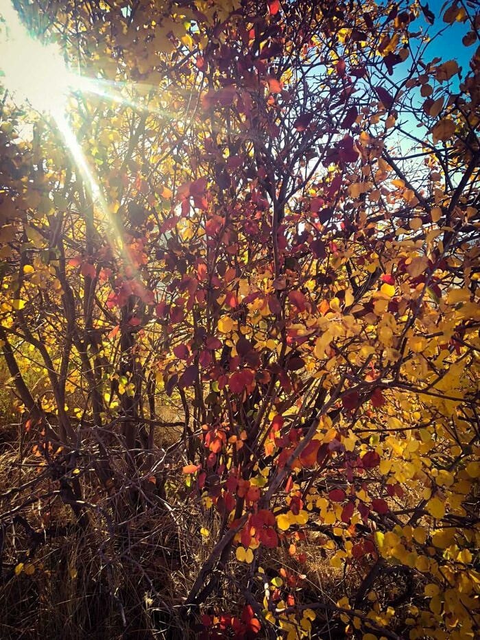 Nine Favorite Things | halfbakedharvest.com