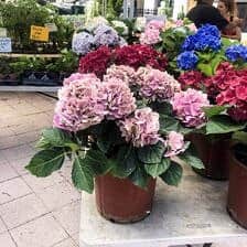 Nine Favorite Things | halfbakedharvest.com