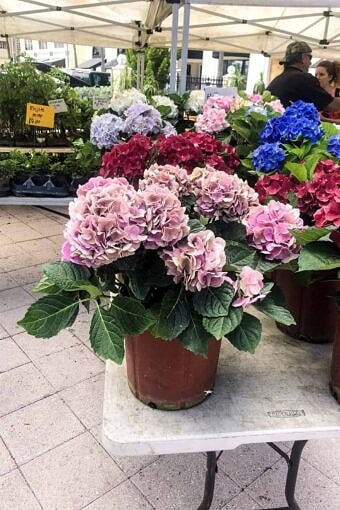 Nine Favorite Things | halfbakedharvest.com