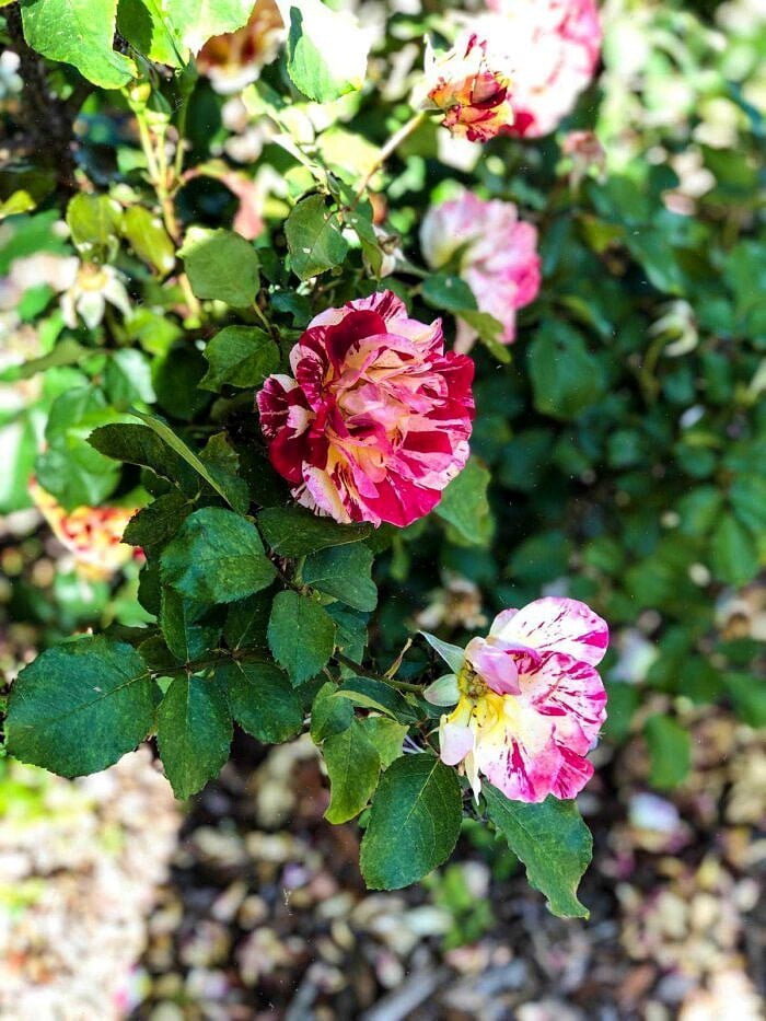 Nine Favorite Things | halfbakedharvest.com