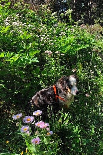 Nine Favorite Things | halfbakedbaked.com