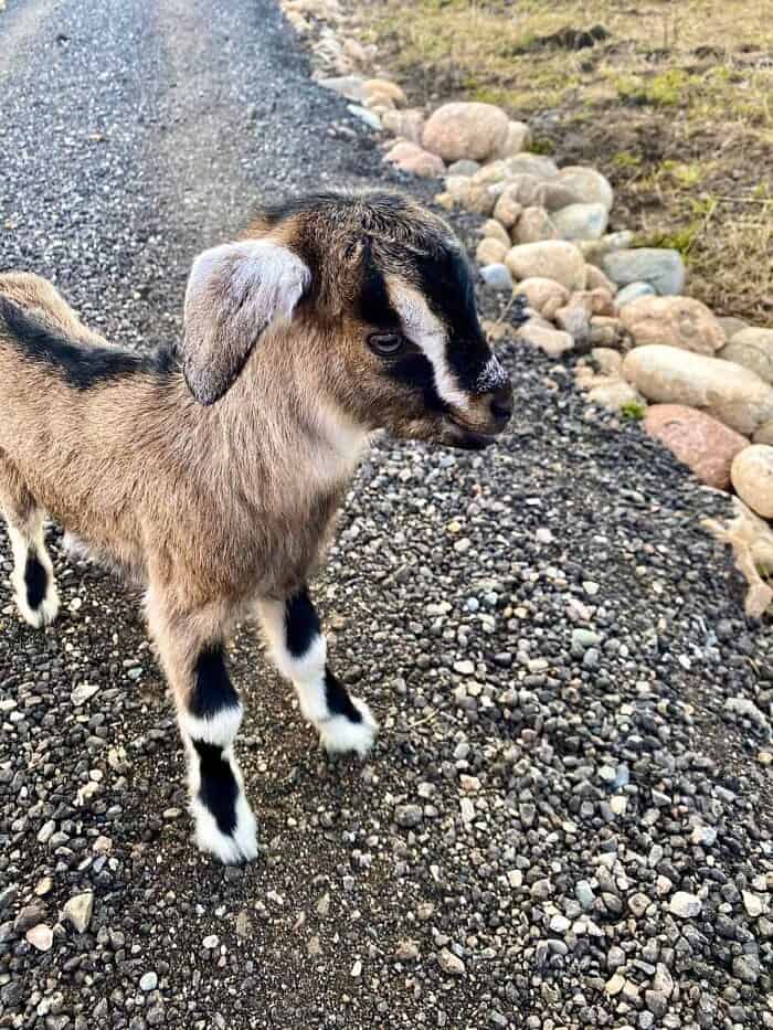 Nine Favorite Things | halfbakedharvest.com baby goat