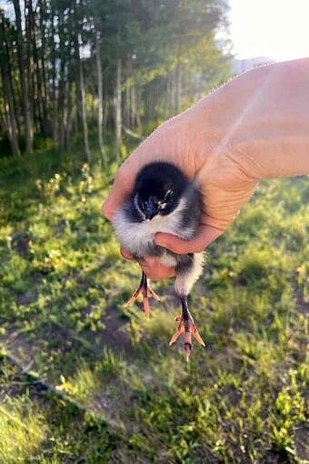 Nine Favorite Things | halfbakedharvest.com