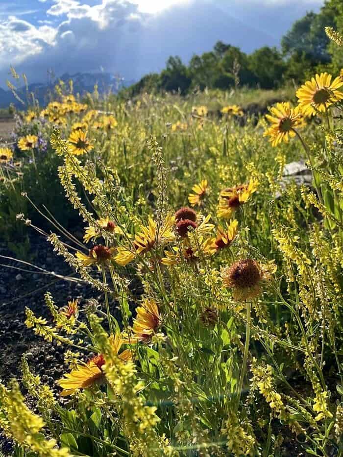 Nine Favorite Things | halfbakedharvest.com flowers