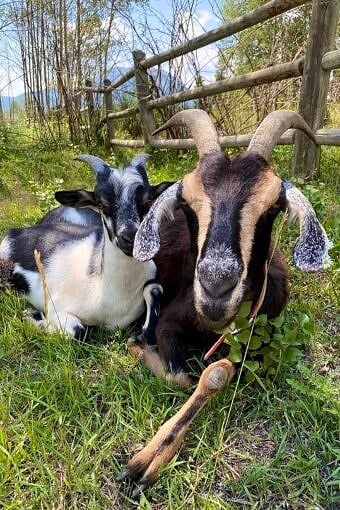 Nine Favorite Things | halfbakedharvest.com