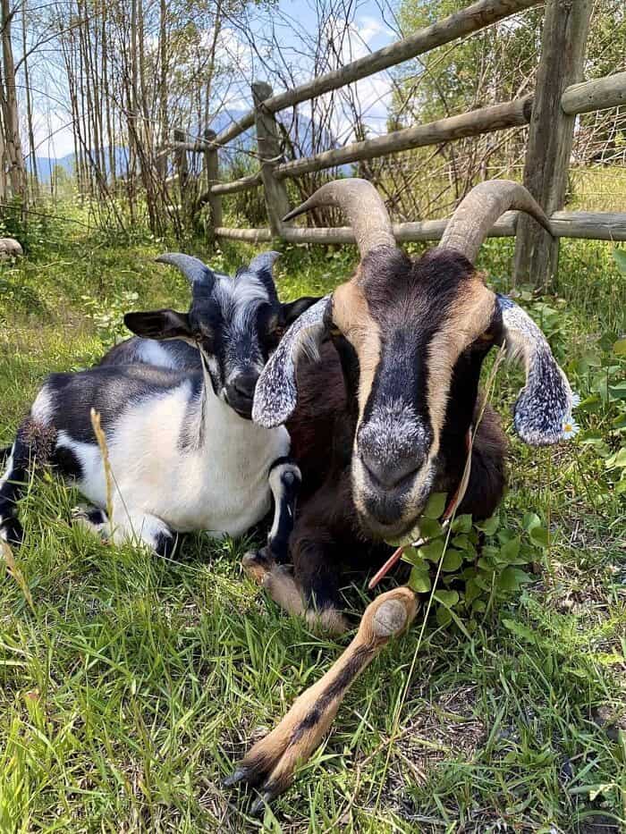 Nine Favorite Things | halfbakedharvest.com