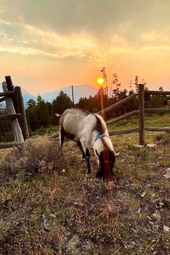 Nine Favorite Things | halfbakedharvest.com