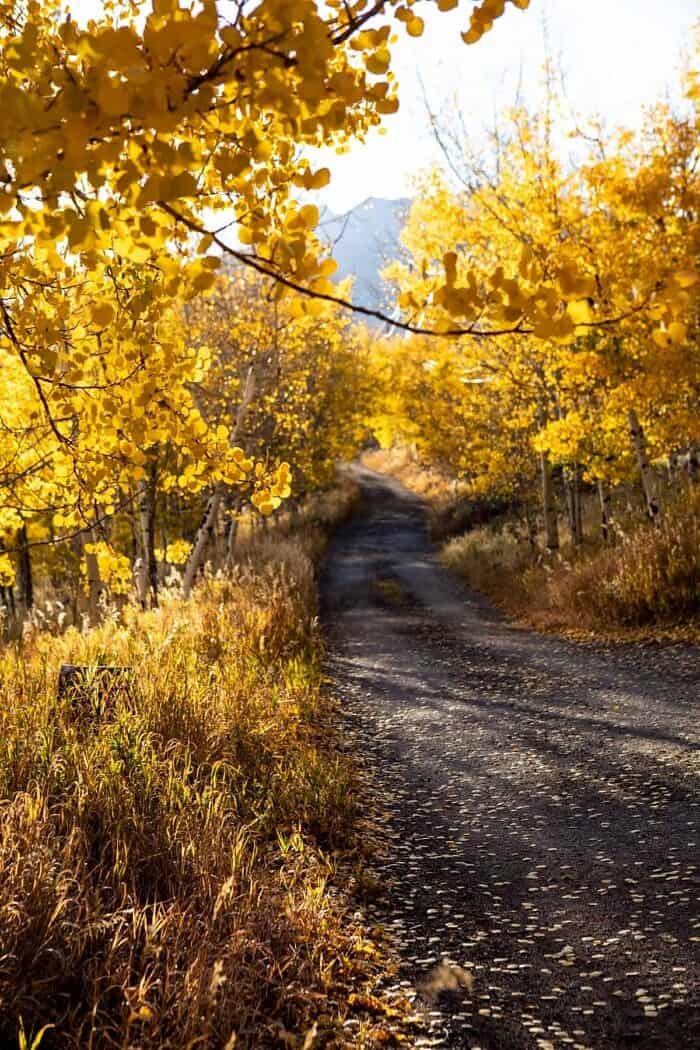 Nine Favorite Things | halfbakedharvest.com