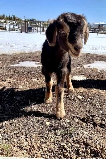 Nine Favorite Things | halfbakedharvest.com