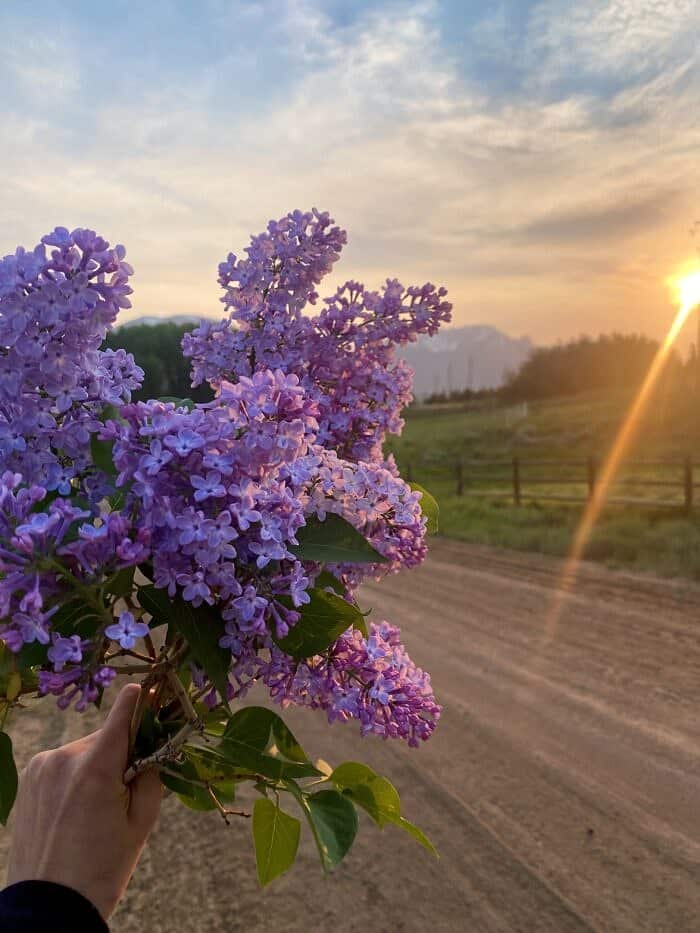 Nine Favorite Things | halfbakedharvest.com