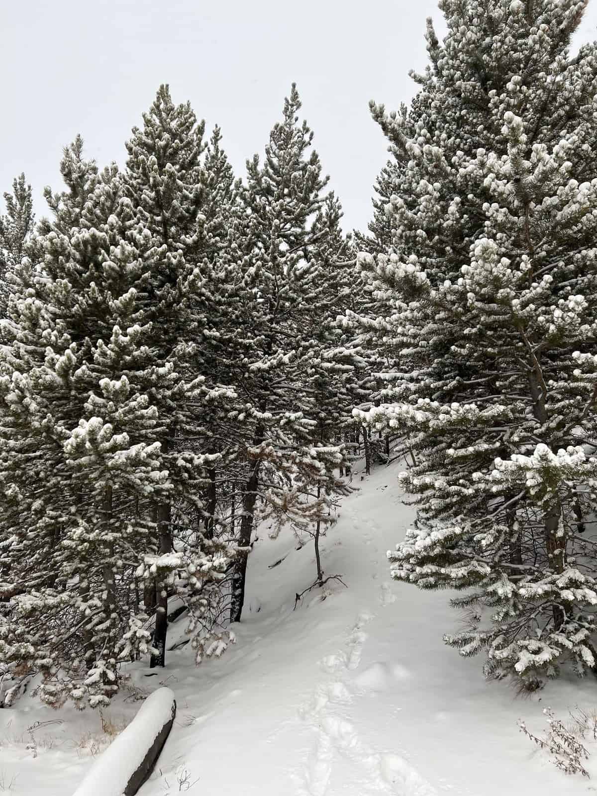 Nine Favorite Things | halfbakedharvest.com