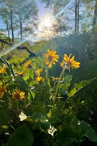 Nine Favorite Things | halfbakedharvest.com