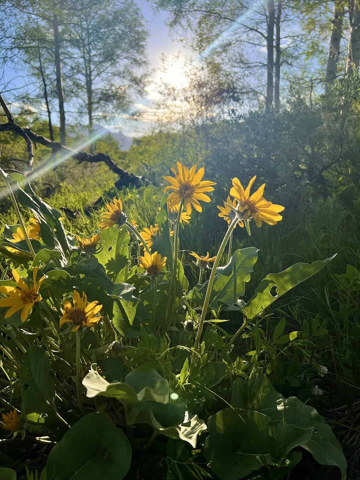 Nine Favorite Things | halfbakedharvest.com