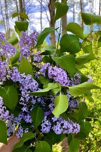 Nine Favorite Things | halfbakedharvest.com