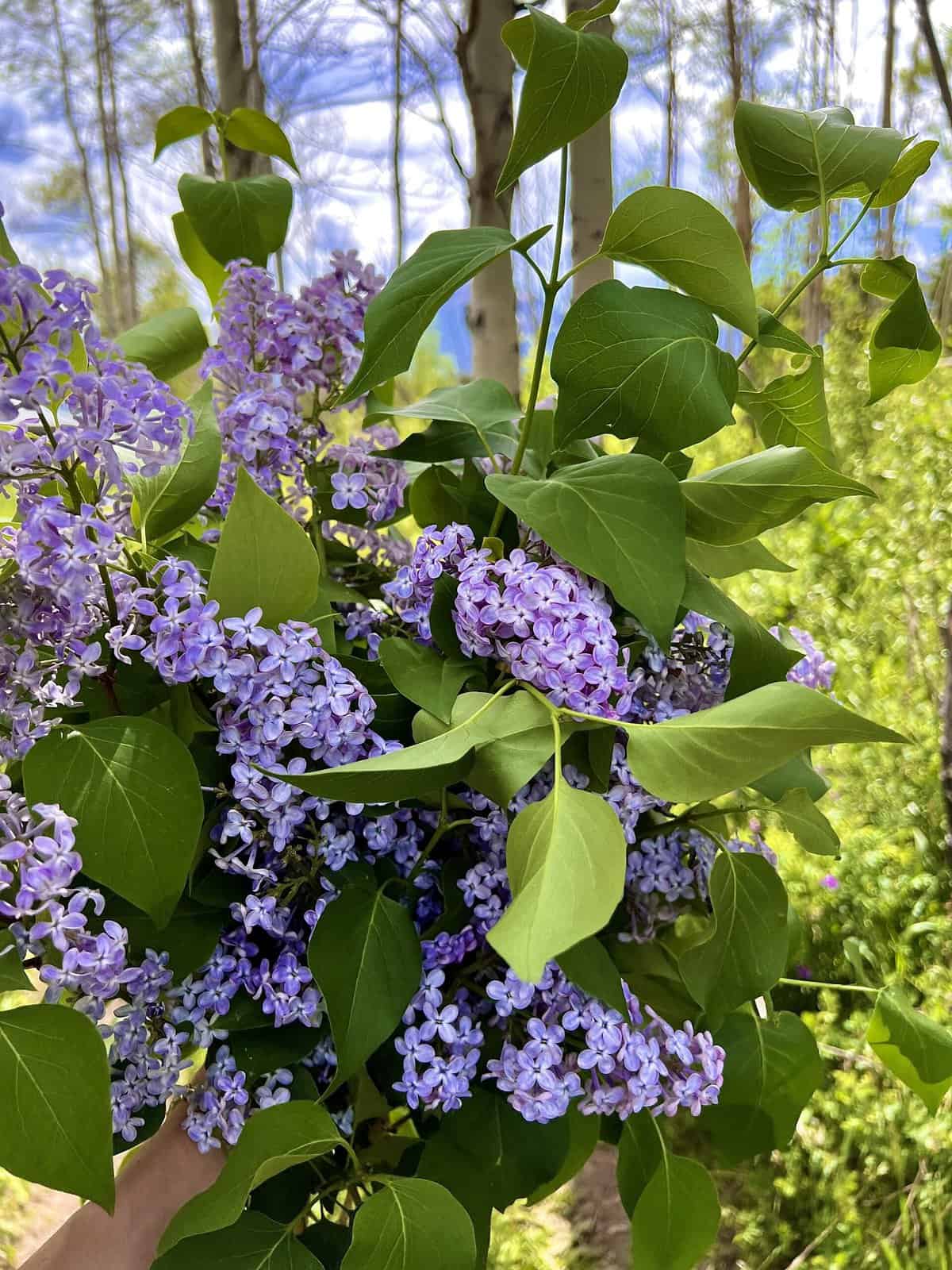 Nine Favorite Things | halfbakedharvest.com