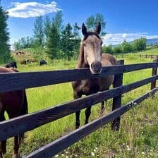 Nine Favorite Things | halfbakedharvest.com