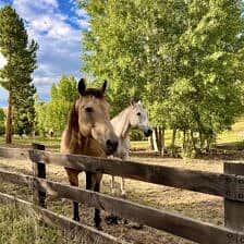 Nine Favorite Things | halfbakedharvest.com