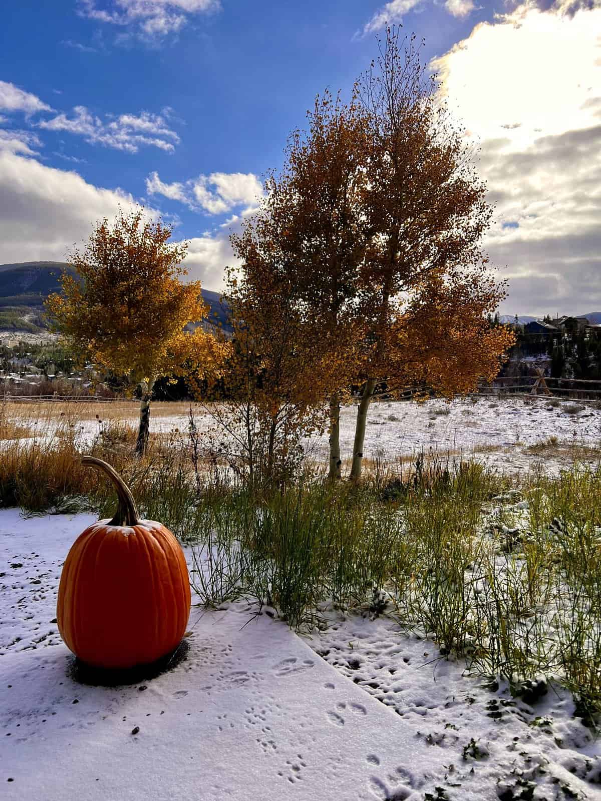 Nine Favorite Things | halfbakedharvest.com