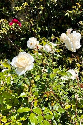 Nine Favorite Things | halfbakedharvest.com