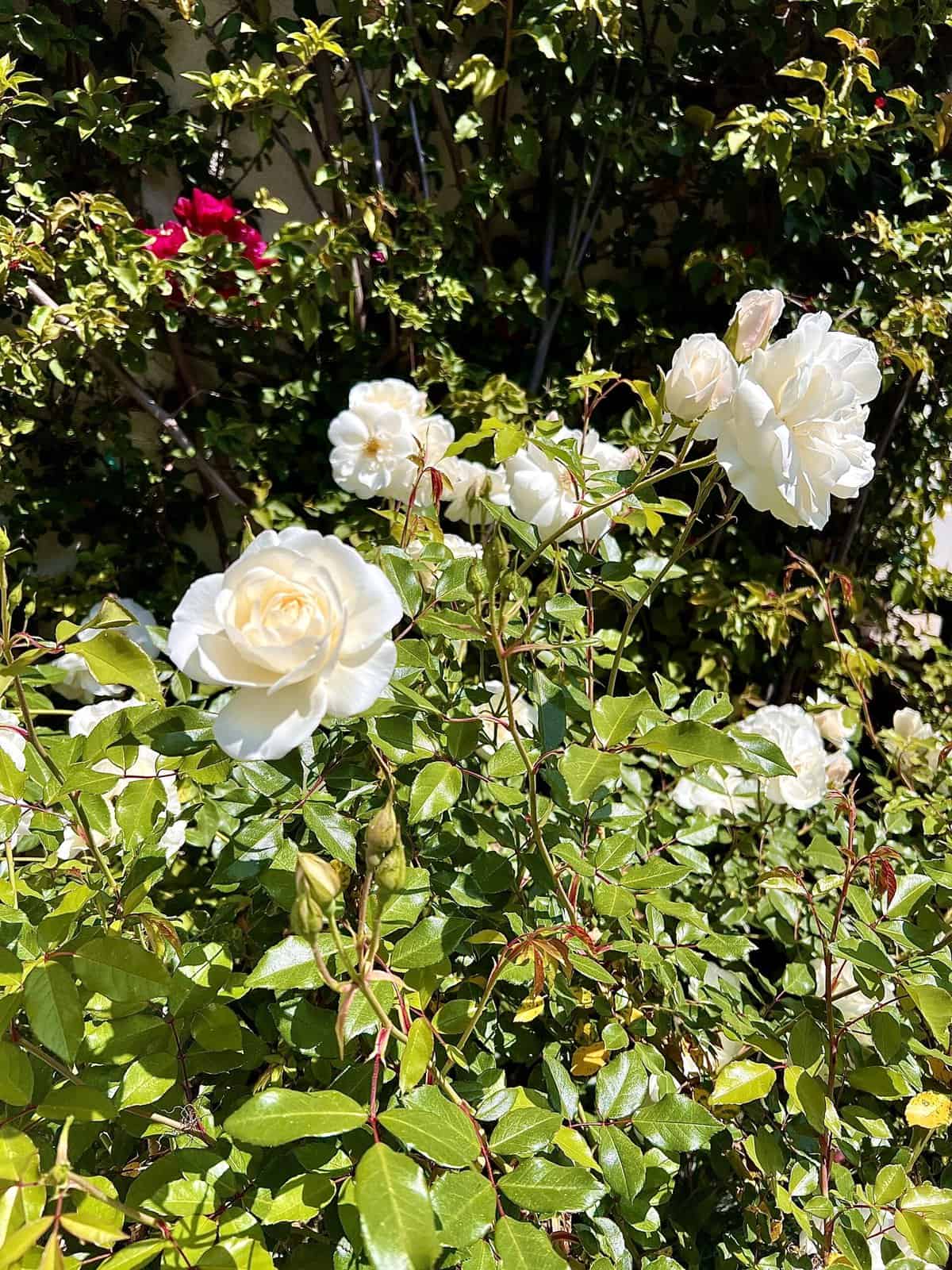 Nine Favorite Things | halfbakedharvest.com