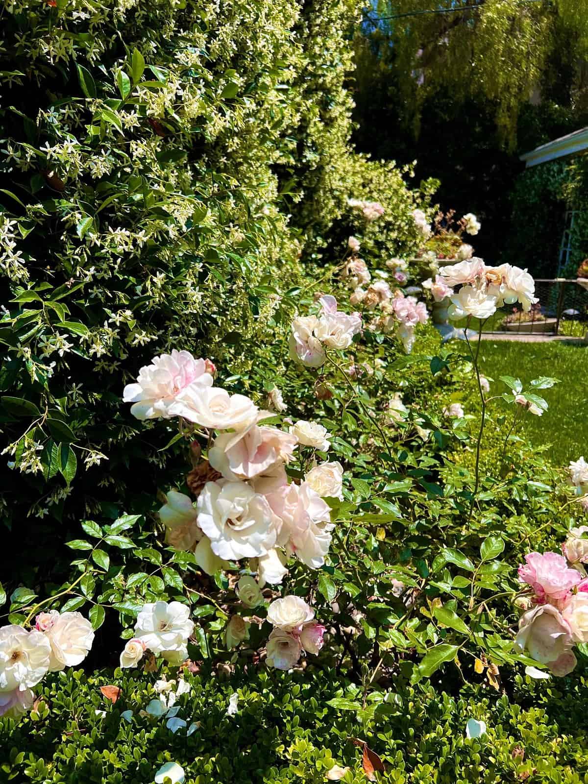 Nine Favorite Things | halfbakedharvest.com