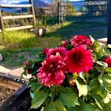 Nine Favorite Things | halfbakedharvest.com